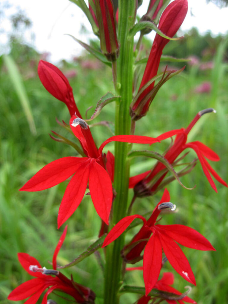 Cardinal Flower