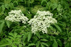 Common Elderberry