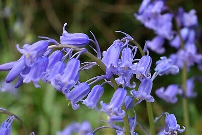 Hardy Bluebell