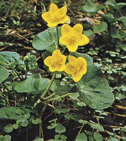 Marsh Marigold