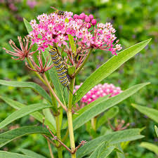 Swamp Milkweed